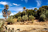 Marocco meridionale - Lungo la strada da Tiznit a Tafraoute.